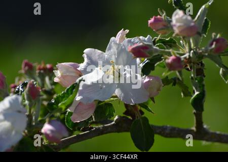 Apfelbaumblüte im Frühjahr aus nächster Nähe Stockfoto
