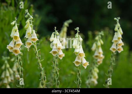 Gelbe Fingerhandschuhblume, Digitalis grandiflora. Digitalis grandiflora mit blassgelben Blüten. Nahaufnahme Digitalis grandiflora, bekannt als gelber Fingerhut Stockfoto