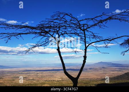 Akazienbaum mit weitem Blick über die offene Savanne im Masai Mara Wildlife Reserve mit stahlblauem Himmel und weißen Wolken, Kenia Stockfoto