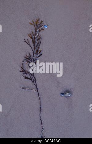 Eine Wasserpflanze in nassem Sand, Muschelstück, Steinen, Algen, Strand Stockfoto