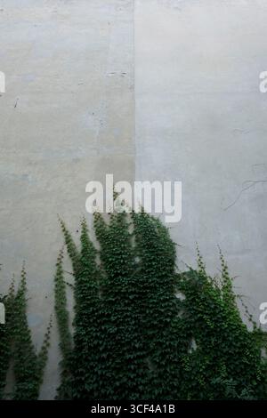Ivy klettert an einer Hausfassade Stockfoto