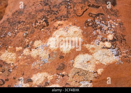 Nahaufnahme von Flechten und Moosen auf den einzigartigen geologischen Sandsteinformationen des Wüstenökosystems im Arches National Park, Utah, USA Stockfoto
