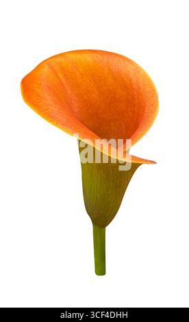 Goldene Orange Calla Lilie Blume isoliert auf einem weißen Hintergrund mit Beschneidungspfad. Blumendesign für Karten, Einladungen, Poster. Stockfoto
