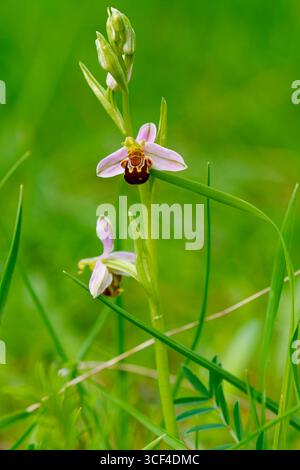 Bienenorchidee, Ophrys apifera Stockfoto