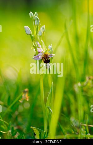 Bienenorchidee, Ophrys apifera, Bienenorchidee Stockfoto