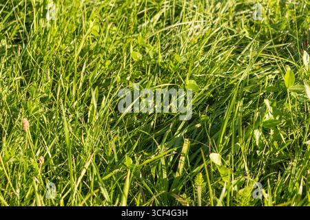 Nahaufnahme des grünen Grases Stockfoto