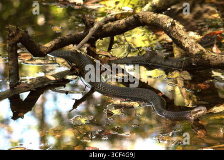 Wasser-Mokassin (Agkistrodon piscivorous), auch als „Cottonmouth“ bezeichnet, weil die weiße Mundschleimhaut bei Bedrohung sichtbar ist. Diese tödliche Schlange ist ein Fischfresser Stockfoto