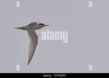 Kleinste Tern (Sternula antillarum) Erwachsener im Flug, nahe, Antigua und Barbuda, Westindien. Stockfoto