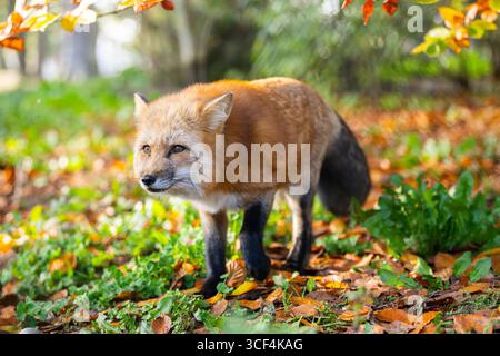 Rotfuchs (Vulpes vulpes), der im Herbst in einem Wald spaziert, Bayern, Deutschland, Europa Stockfoto