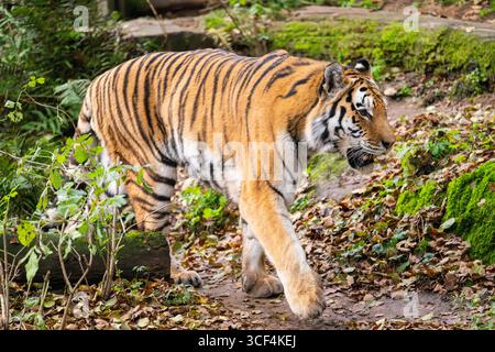 Sibirischer Tiger oder Amurtiger (Panthera tigris altaica), die im Herbst auf dem Boden laufen, in Gefangenschaft, Deutschland Stockfoto