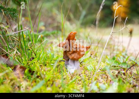 Kapuzenpilz mit falschem Morchel, Elfensattelpilz (Paragyromitra infula) in einem Wald im Herbst, Bayern, Deutschland Stockfoto