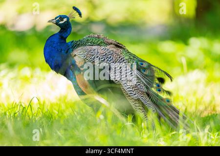 Indischer Pfauz (Pavo cristatus) auf einer Wiese, Hessen, Deutschland, Europa Stockfoto