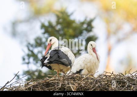Weißstorchpaar (Ciconia ciconia) nistet auf einem Nest in einem Wald, Hessen, Deutschland, Europa Stockfoto