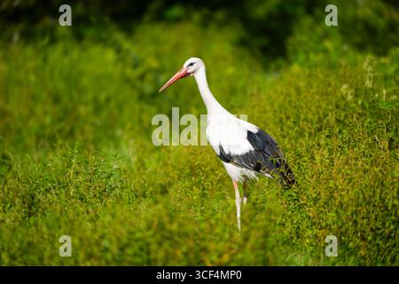 Weißstorch (Ciconia ciconia) auf einer Wiese, Hessen, Deutschland, Europa Stockfoto
