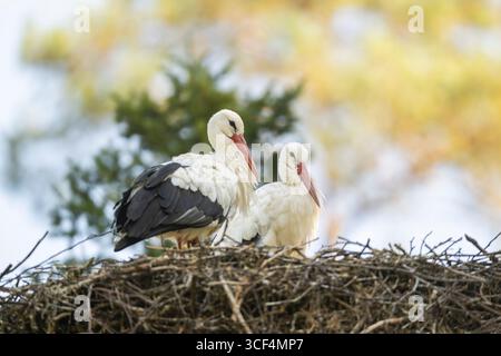 Weißstorchpaar (Ciconia ciconia) nistet auf einem Nest in einem Wald, Hessen, Deutschland, Europa Stockfoto