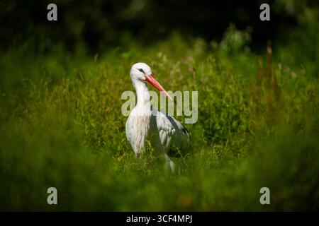 Weißstorch (Ciconia ciconia) auf einer Wiese, Hessen, Deutschland, Europa Stockfoto