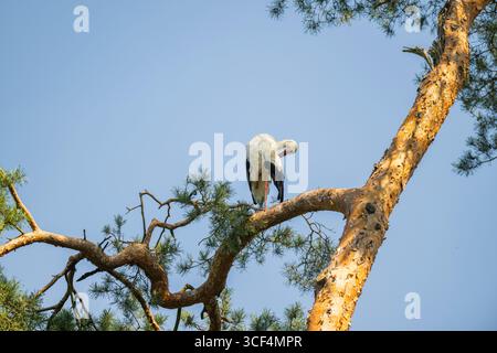 Weißstorch (Ciconia ciconia) auf einem Ast stehend, Hessen, Deutschland, Europa Stockfoto