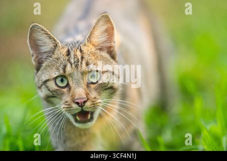 Europäische Wildkatze (Felis silvestris silvestris), Porträt, Hessen, Deutschland, Europa Stockfoto