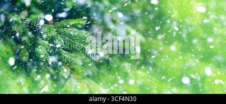 Schnee fällt im Winter auf die Kiefer Stockfoto