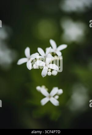 Woodruff blüht, Nahaufnahme im Wald Stockfoto