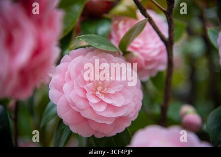 Eine Gruppe blühender rosafarbener Kamelienblüten auf einem Strauchzweig mit üppig grünen Blättern im Hintergrund. Stockfoto