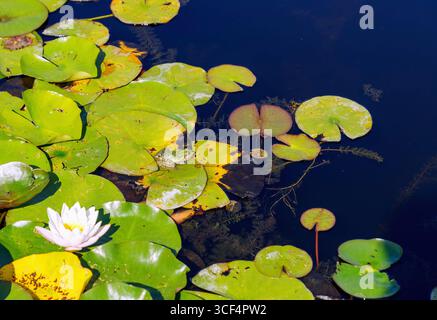 Seerosenteich mit blühenden Seerosen und Frosch auf Seerosenblatt Stockfoto