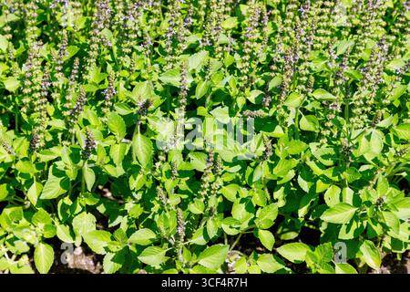 Blühendes Indisches Basilikum Ocimum tenuiflorum Tulsi im Kräuterbeet Stockfoto