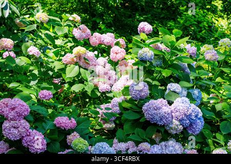 Blühende großblättrige Hortensie Bouquet Rose, Hortensie macrophylla Stockfoto