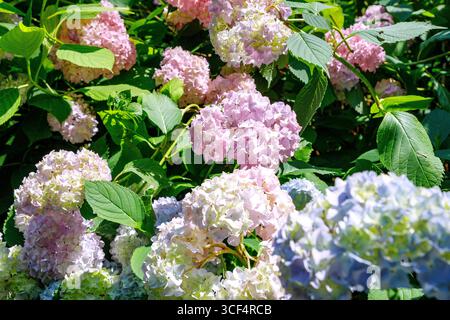 Blühende großblättrige Hortensie Bouquet Rose, Hortensie macrophylla Stockfoto