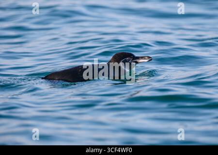 Galápagos-Pinguin (Spheniscus mendiculus) auf vulkanischem Gestein in der Elizabeth Bay, Isabela Island, Galápagos Inseln, Ecuador. Stockfoto