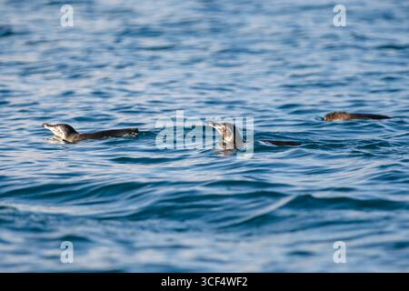 Galápagos-Pinguin (Spheniscus mendiculus) auf vulkanischem Gestein in der Elizabeth Bay, Isabela Island, Galápagos Inseln, Ecuador. Stockfoto