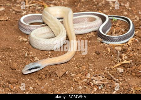 Ridleys Schönheitsschlange (Orthriophis taeniurus ridleyi), auch bekannt als Ridleys Schönheitsratschlange, Schönheitsratschlange, Höhlenratschlange und Höhlenrenner Stockfoto