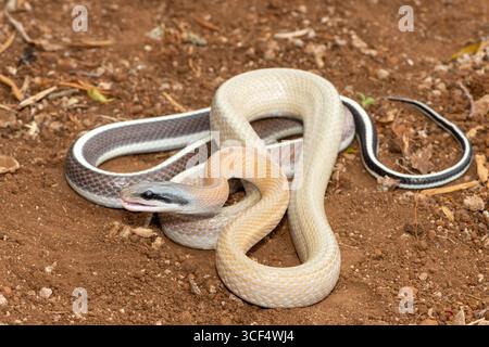 Ridleys Schönheitsschlange (Orthriophis taeniurus ridleyi), auch bekannt als Ridleys Schönheitsratschlange, Schönheitsratschlange, Höhlenratschlange und Höhlenrenner Stockfoto