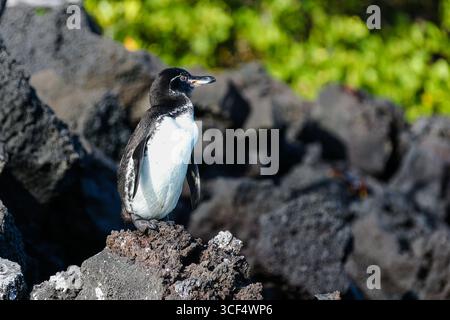 Galápagos-Pinguin (Spheniscus mendiculus) auf vulkanischem Gestein in der Elizabeth Bay, Isabela Island, Galápagos Inseln, Ecuador. Stockfoto