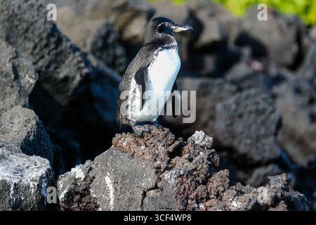 Galápagos-Pinguin (Spheniscus mendiculus) auf vulkanischem Gestein in der Elizabeth Bay, Isabela Island, Galápagos Inseln, Ecuador. Stockfoto