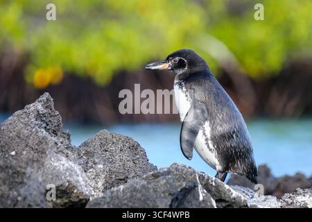 Galápagos-Pinguin (Spheniscus mendiculus) auf vulkanischem Gestein in der Elizabeth Bay, Isabela Island, Galápagos Inseln, Ecuador. Stockfoto