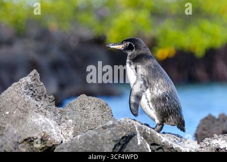 Galápagos-Pinguin (Spheniscus mendiculus) auf vulkanischem Gestein in der Elizabeth Bay, Isabela Island, Galápagos Inseln, Ecuador. Stockfoto