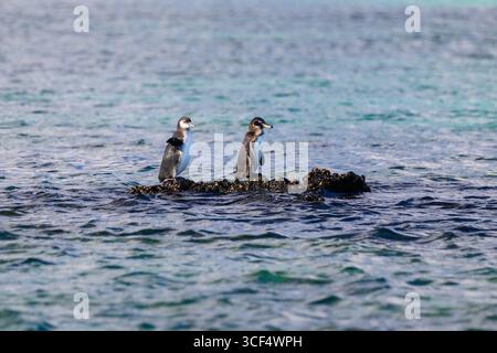 Galápagos-Pinguin (Spheniscus mendiculus) auf vulkanischem Gestein in der Elizabeth Bay, Isabela Island, Galápagos Inseln, Ecuador. Stockfoto