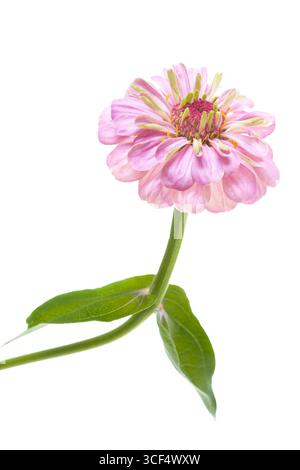 Rosa Zinnia (Zinnia violacea), abgeschnitten Stockfoto
