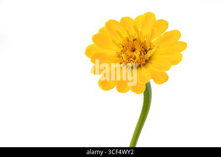 Gelbes Zinnia (Zinnia violacea), optional Stockfoto