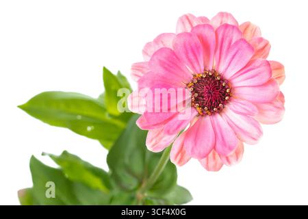 Rosa Zinnia (Zinnia violacea), abgeschnitten Stockfoto
