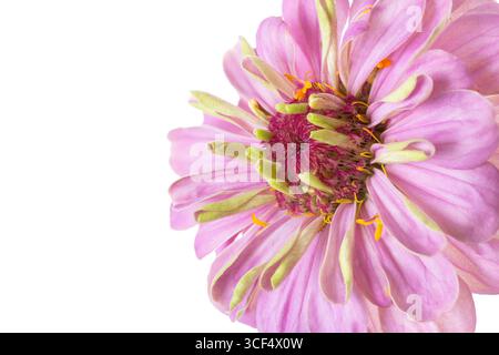 Rosa Zinnia (Zinnia violacea), abgeschnitten Stockfoto