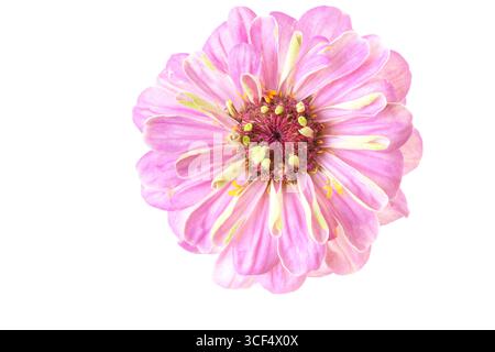 Rosa Zinnia (Zinnia violacea), abgeschnitten Stockfoto