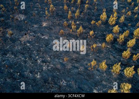 Eine Top-Down-Textur eines verbrannten Waldbodens. Konzept der abstrakten Muster der Zerstörung. Stockfoto