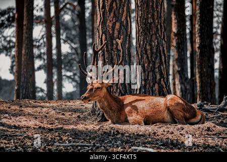 buck ruht auf dem Boden im Wald, Rotwild, Brachhirsche Stockfoto
