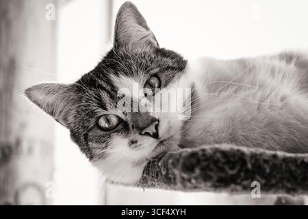 Hauskatze, Kurzhaar in Europa Stockfoto