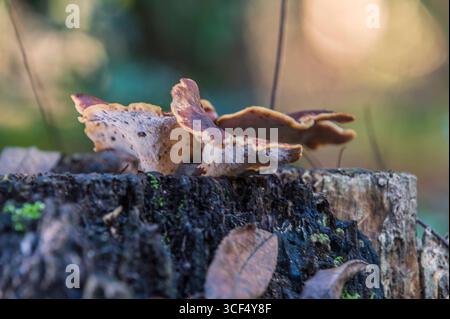 Pilze auf einem Baumstumpf Stockfoto