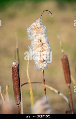Breitblättriger Katzenschwanz in Blüte auf Sylt Stockfoto