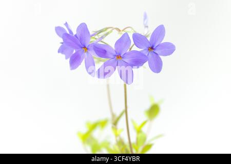 Phlox stolonifera (kriechender Phlox) auf weißem Hintergrund Stockfoto