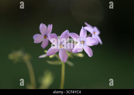 Phlox stolonifera (kriechender Phlox) im Garten Stockfoto